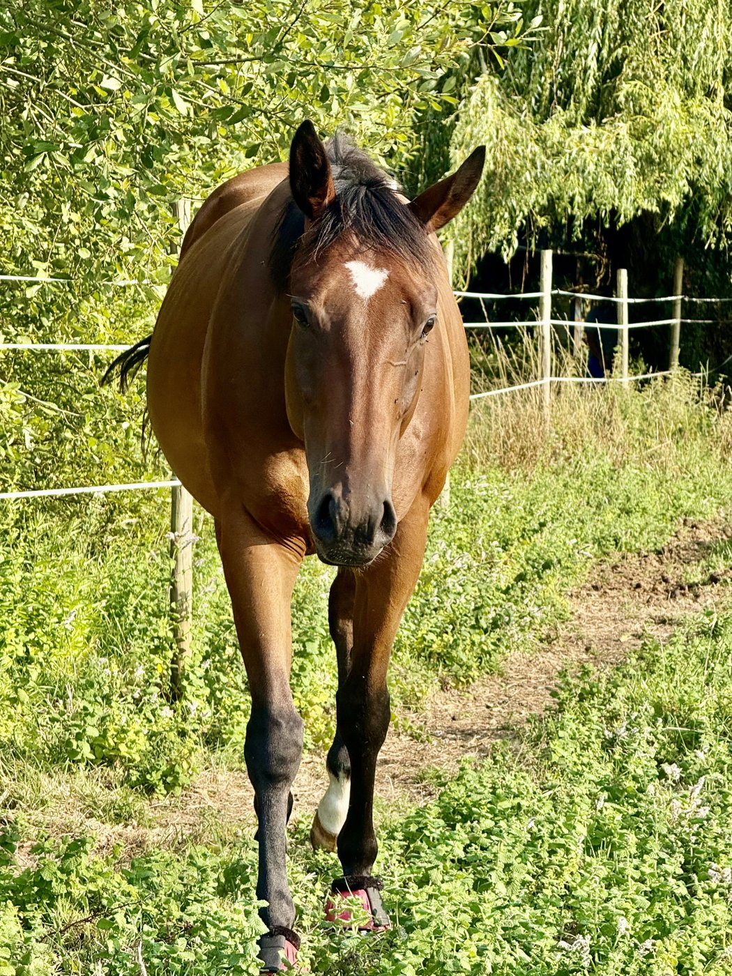 Cheval dans l'allée