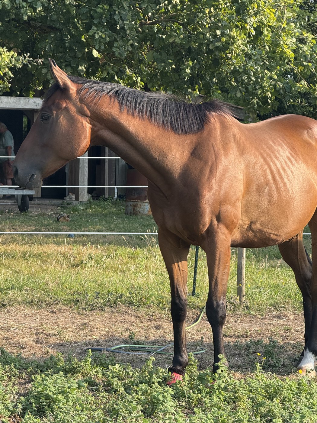 Cheval de profil