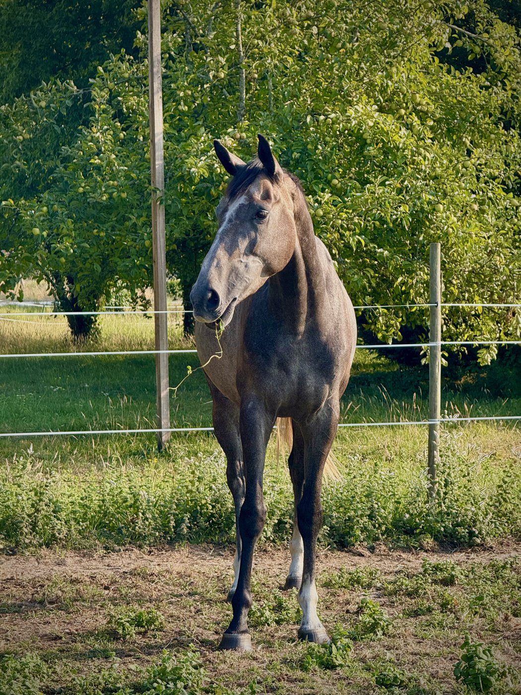 Cheval, regard curieux