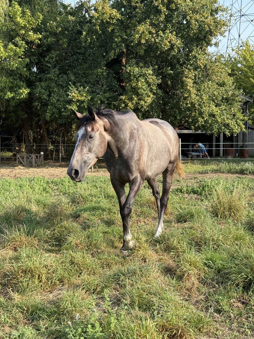 Cheval le soir