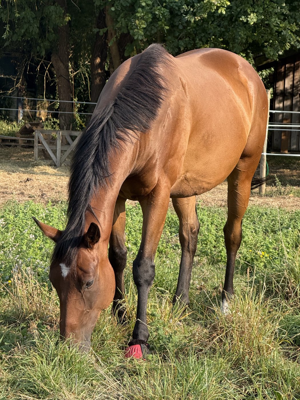 Cheval au pâturage